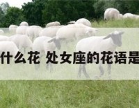 处女座什么花 处女座的花语是哪种花