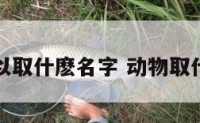 动物可以取什麽名字 动物取什么名字