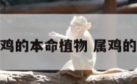 祥安阁属鸡的本命植物 属鸡的本命佛像