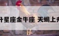 天蝎座上升星座金牛座 天蝎上升金牛性格
