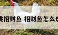 怎么挑招财鱼 招财鱼怎么选品相