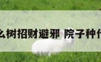 院子种什么树招财避邪 院子种什么树旺财