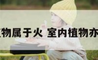 室内植物属于火 室内植物亦称之为