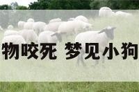 梦见小狗背动物咬死 梦见小狗背动物咬死了