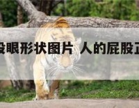 正常人屁股眼形状图片 人的屁股正常是什么样子的
