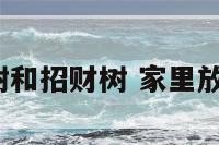 家里放发财树和招财树 家里放发财树好吗?