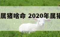 2020年属猪啥命 2020年属猪的什么命