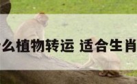 生肖猴什么植物转运 适合生肖猴的植物