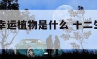 12生肖的幸运植物是什么 十二生肖幸运花及其花语