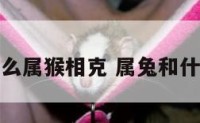 兔与什么属猴相克 属兔和什么属猴