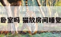 小猫放卧室吗 猫放房间睡觉可以吗