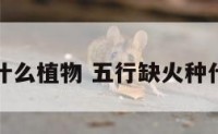 缺火种什么植物 五行缺火种什么盆栽
