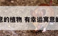 有幸运寓意的植物 有幸运寓意的植物名字