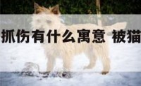 生活中被猫抓伤有什么寓意 被猫抓伤有什么预兆