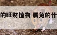 属兔子的人的旺财植物 属兔的什么植物可以旺财?