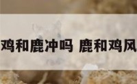 属鸡和鹿冲吗 鹿和鸡风水