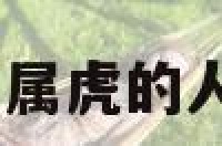 属虎养鱼禁忌 属虎的人适不适合养鱼