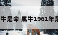 1961属牛是命 属牛1961年是什么命