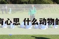 什么动物最有心思 什么动物的心思最难猜