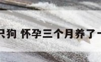 孕妇三只狗 怀孕三个月养了一只小狗