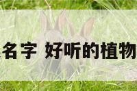 好听的植物类名字 好听的植物类名字有哪些