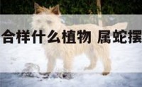 属蛇属马适合样什么植物 属蛇摆马摆件是否合适