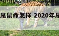 2020年属鼠命怎样 2020年属鼠命好吗