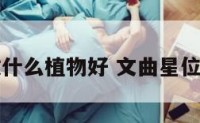文曲位摆放什么植物好 文曲星位放什么植物