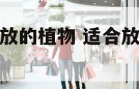 适合财务室摆放的植物 适合放在财务室的植物