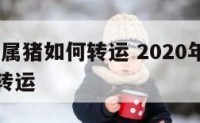 2020年属猪如何转运 2020年属猪的人怎么转运