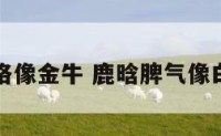 鹿晗性格像金牛 鹿晗脾气像白羊座吗