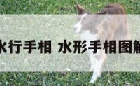 水行手相 水形手相图解