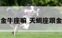 天蝎座陪金牛座嘛 天蝎座跟金牛配不配