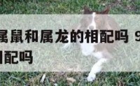1996年属鼠和属龙的相配吗 96年属鼠跟属龙相配吗