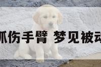 梦到被动物抓伤手臂 梦见被动物抓伤流血