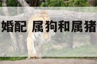 属狗和属猪女婚配 属狗和属猪女的婚姻怎么样