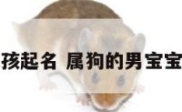 属狗小男孩起名 属狗的男宝宝起名注意