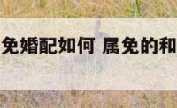 属马的和属免婚配如何 属免的和属马的能相处吗??