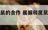 属猴的与属鼠的合作 属猴和属鼠的合不合做生意