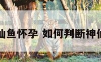 怎么看神仙鱼怀孕 如何判断神仙鱼要排卵