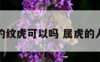 属虎的纹虎可以吗 属虎的人纹虎