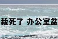 办公室的盆栽死了 办公室盆栽叶子枯黄