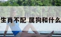 属狗和那个生肖不配 属狗和什么生肖不合适