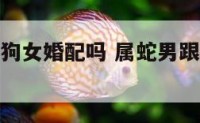 属蛇男与属狗女婚配吗 属蛇男跟属狗女的婚姻配吗