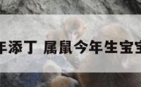 属鼠今年添丁 属鼠今年生宝宝好不好