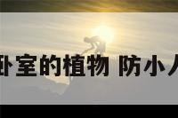 防小人卧室的植物 防小人的绿植