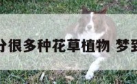 梦见村里分很多种花草植物 梦到很多种花