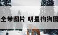 明星狗狗大全带图片 明星狗狗图片大全图片