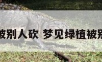 梦见植物被别人砍 梦见绿植被别人毁坏了