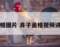 鼻子面相图片 鼻子面相视频讲解视频